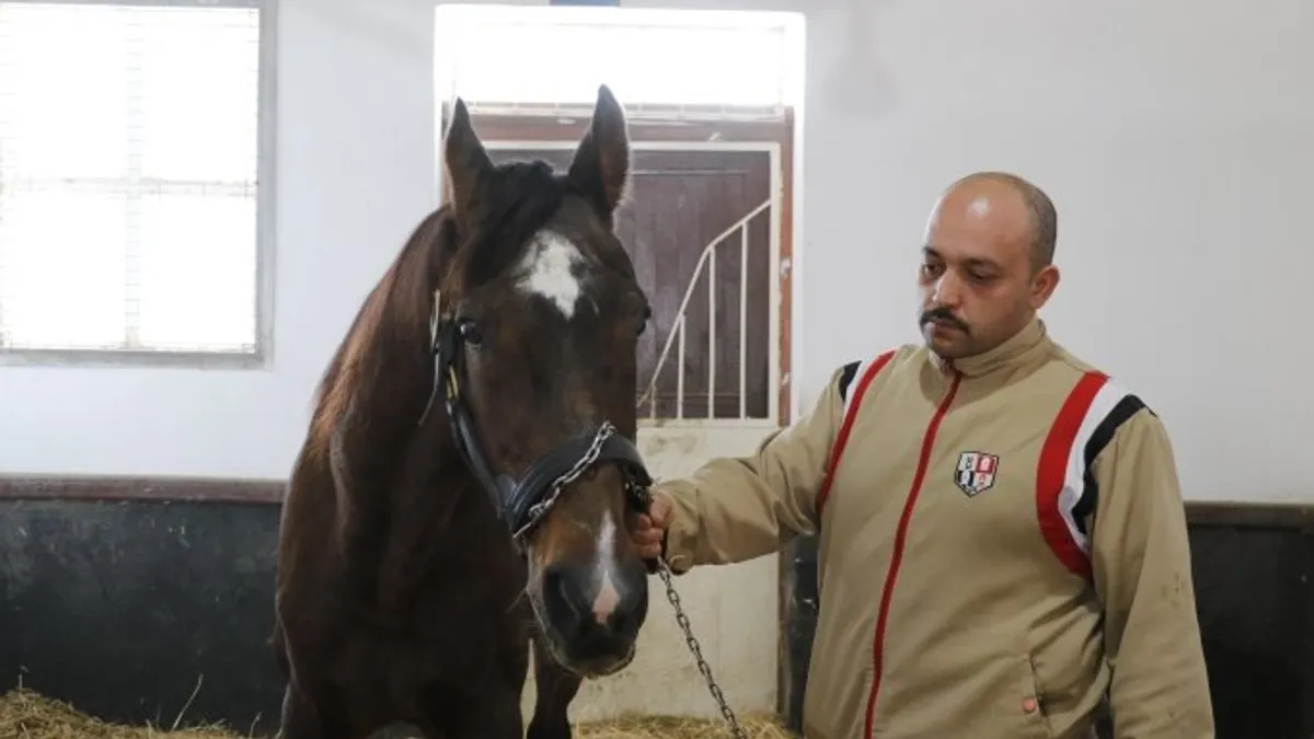 Victory Gallop ahırda padokta otlarken